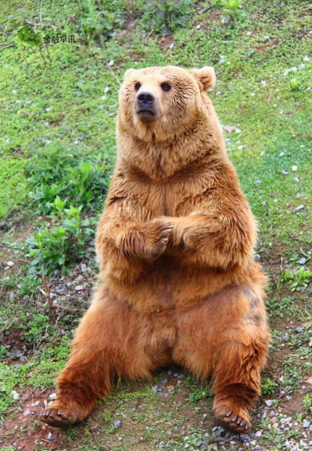 《山海经》中的神兽猾褢,即棕熊是也!