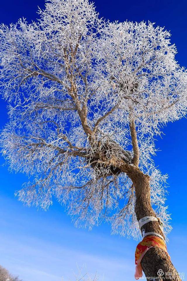 傾聽凜冽冬雪的美麗——我的家鄉下雪了