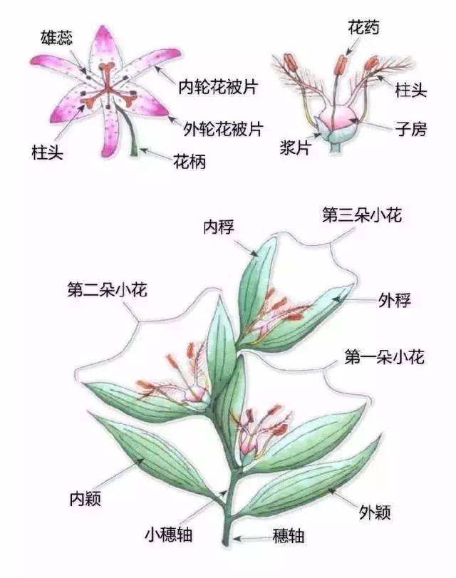 灵叶花图解图片