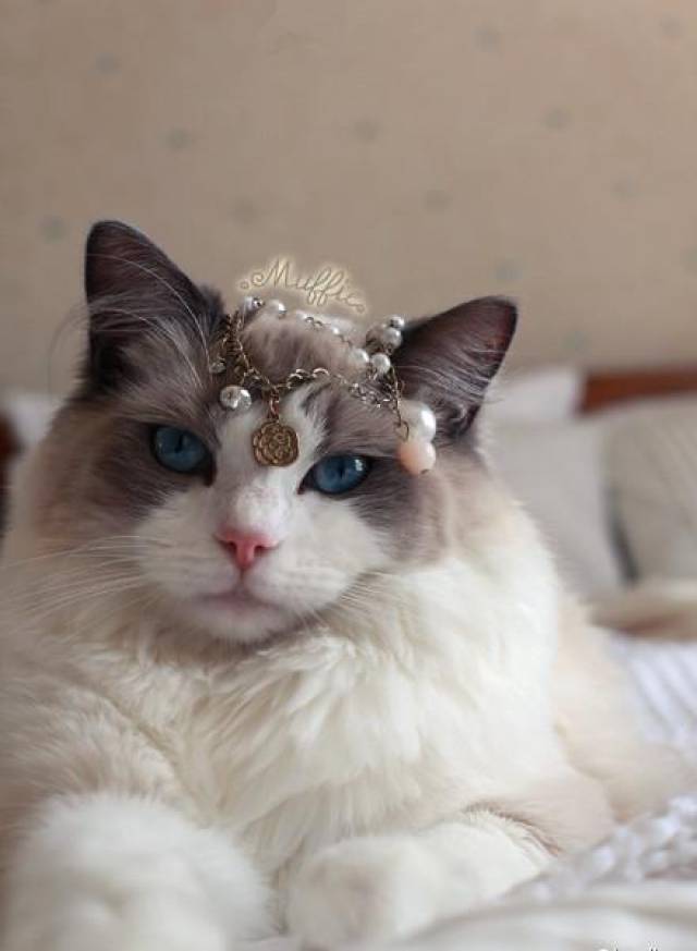 你见过的最美的猫咪照片,最后一张美得让人流泪_手机搜狐网