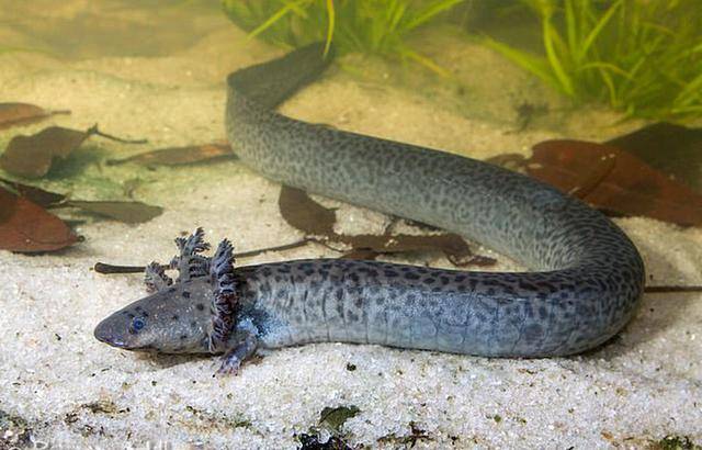 佛州发现头戴羽冠的"怪兽",学名叫网状海妖,让人想起美人鱼_手机搜狐