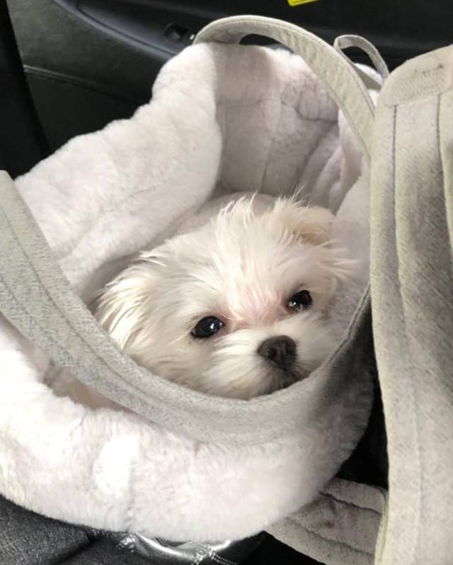 宠狗狂魔joy上线 小太阳近照暴风更新