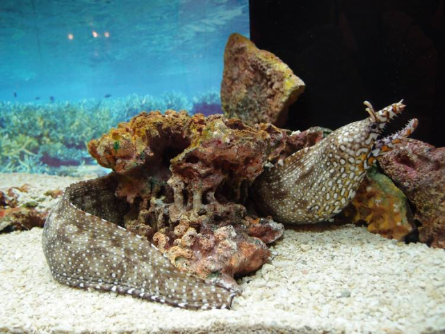 海鳗龙的食物图片