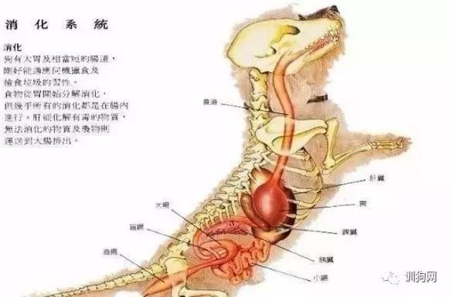 狗狗各项生理结构图谱大全