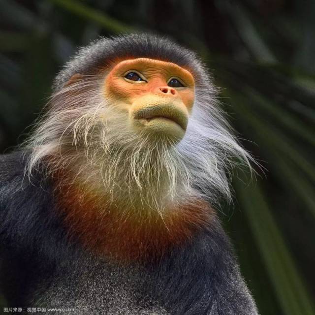 孙悟空是什么猴?