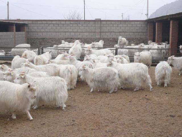 辽宁绒山羊养殖基地图片