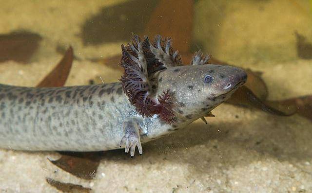 佛州发现头戴羽冠的"怪兽",学名叫网状海妖,让人想起美人鱼