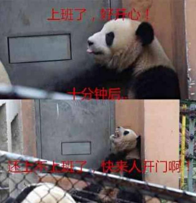 大熊猫上班迎接顾客,下班拉闸门回去,确定不是人扮的?