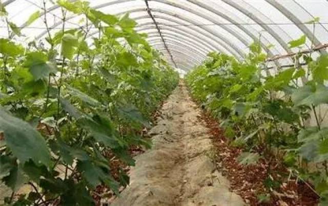 北方温室大棚种植葡萄,这五点要注意!