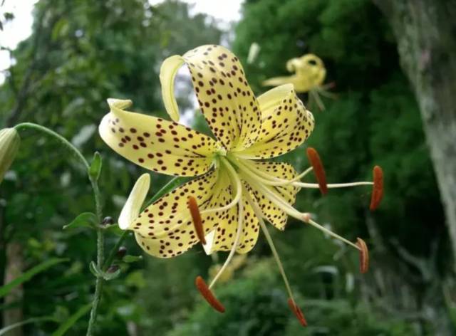 卷丹l. lancifolium叶腋的紫黑色珠芽.图片:wiki commons