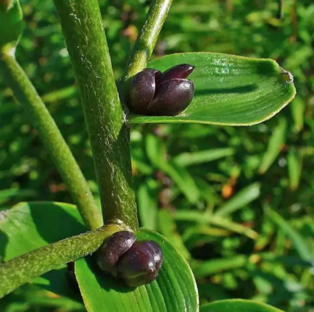 卷丹百合鳞茎图片