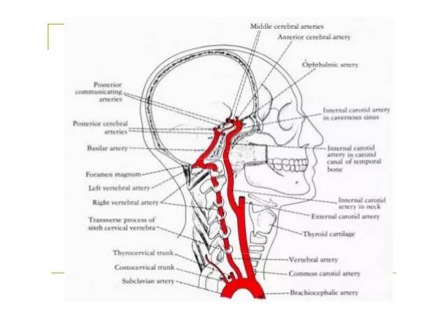 【推荐】椎动脉走形图谱(二)