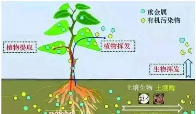 植物根系图片剖面图-千图网