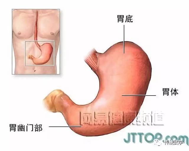 不净观解剖 下部图片