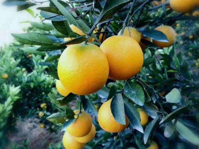 吃杀猪饭,摘野橙,听乡村音乐会,杨柳坳滋农庄等你来_手机搜狐网