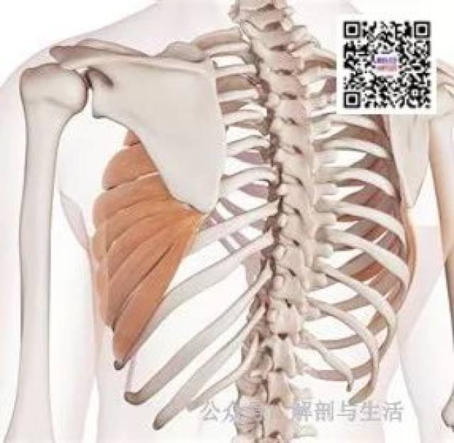 胸长神经、肩胛背神经、肩胛上神经和肩胛下神