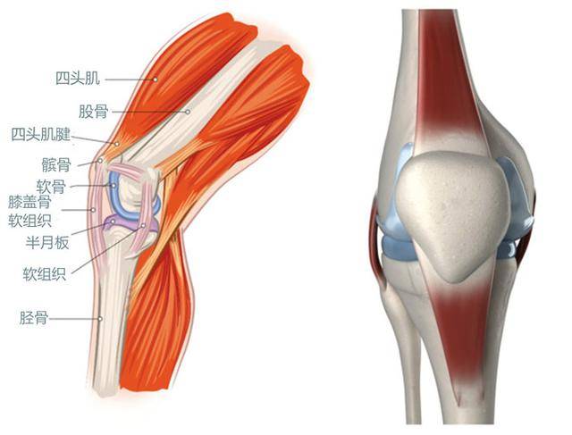 髌腱是连接髌骨到小腿胫骨的肌腱结构,与股四头肌,髌骨共同构成伸膝