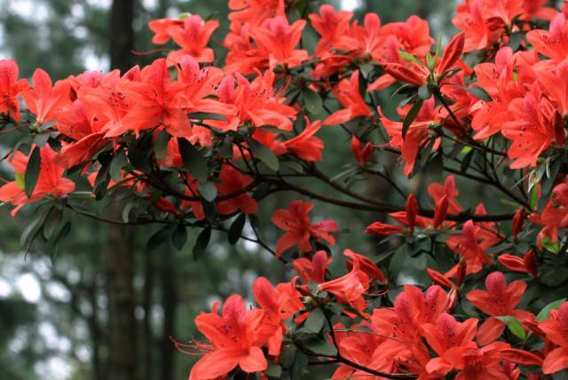 映山紅與杜鵑的區別:杜鵑花中常見的一種