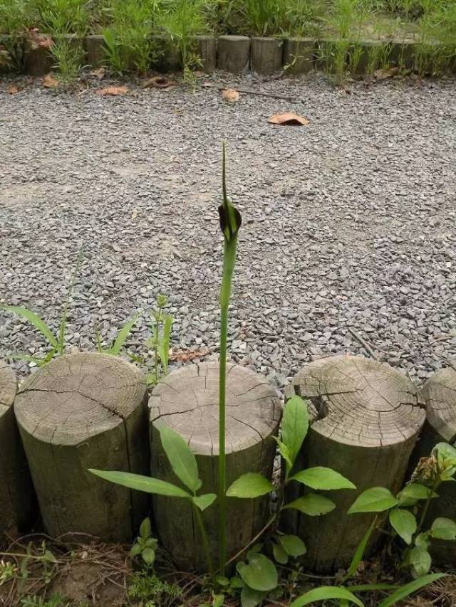 植物世界里不止有花香,还有"毒草毒树"图鉴