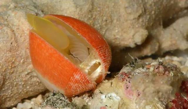 这些动物就是贝类 因身体柔软被称为软体动物