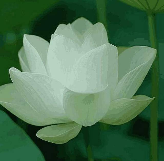 心理测试你觉得哪朵白莲花更圣洁测你今生会是什么命格