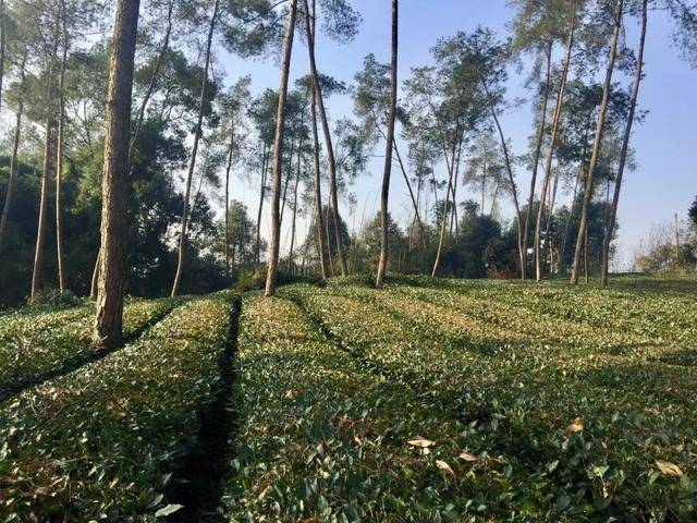 箭塔村与你的神秘约定