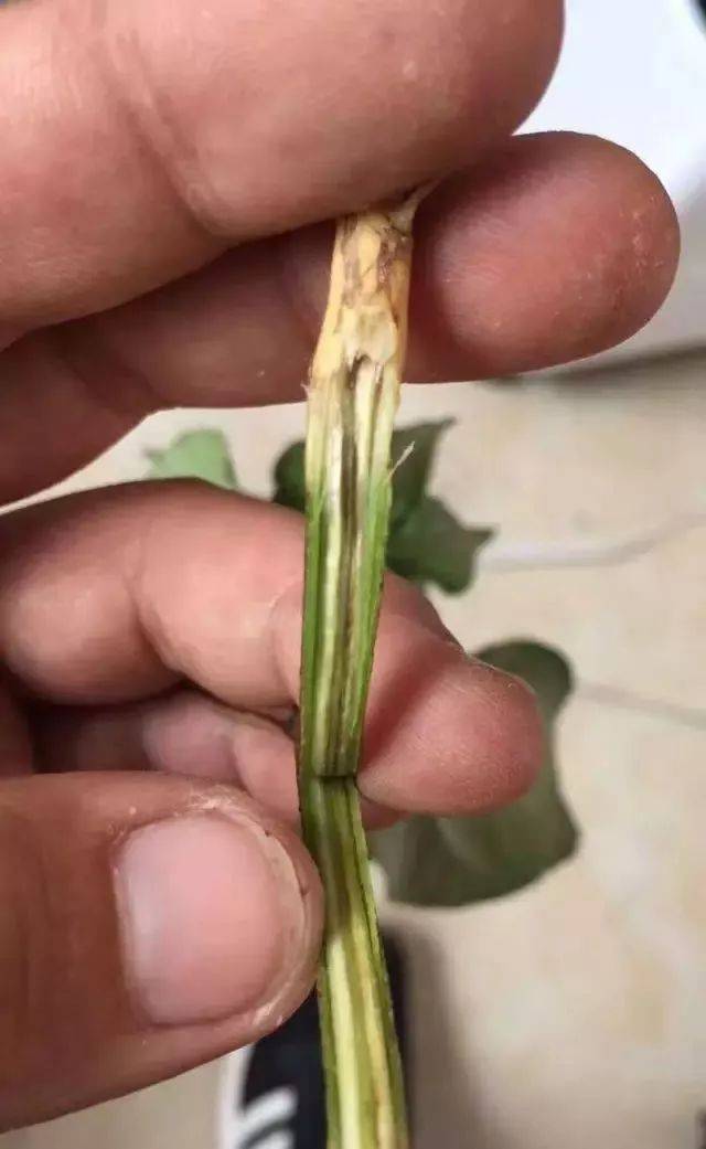 【农技】棉花主要病害—枯萎病与黄萎病的区别_手机搜狐网