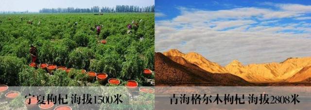 海拔2800米的诺木洪