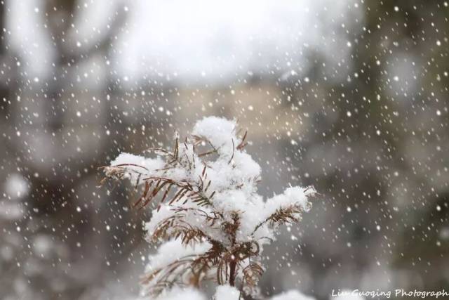 雪花飘飘,北风萧萧,瑞雪过后,御花园银装素裹(雪景实拍,恭请鉴赏)