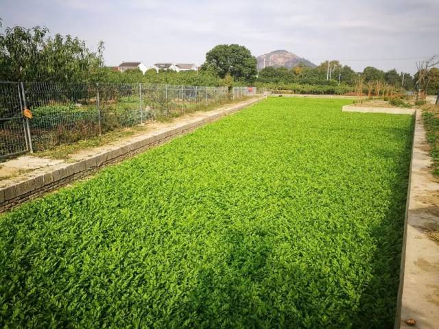 不敢放心吃 不怕,今天给你推荐个原生态水芹种植地 桃源村前寺舍 水灵