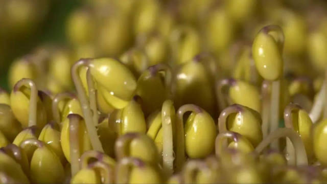 重庆得意坝坝火锅井水黄豆芽选用本地产的天然芽豆,个头虽小却豆香