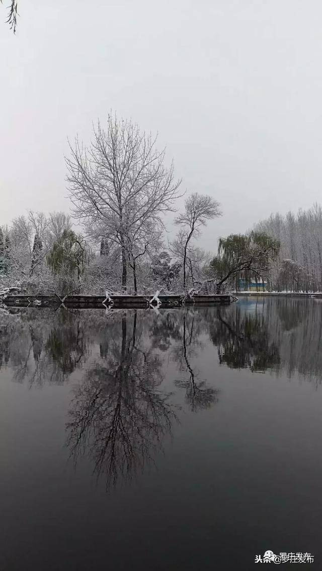 这场雪下的简直美极了!罗庄这些人让这个冬天美爆啦