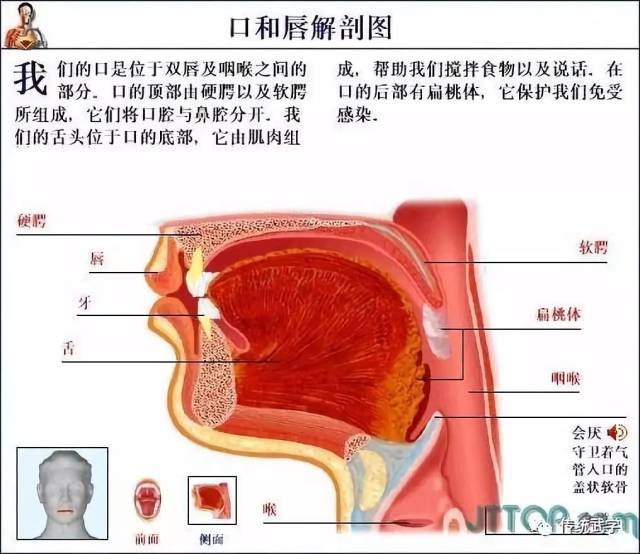 高清人体三维解剖图