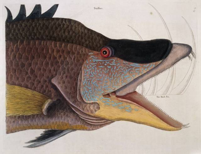 怕了怕了,您真凶                 ▼ 长棘毛唇隆头鱼  hogfish