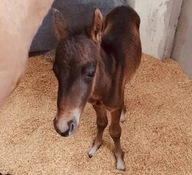上海校区丨还不快来为你的小马起名!