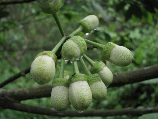 圆润的柚子花苞