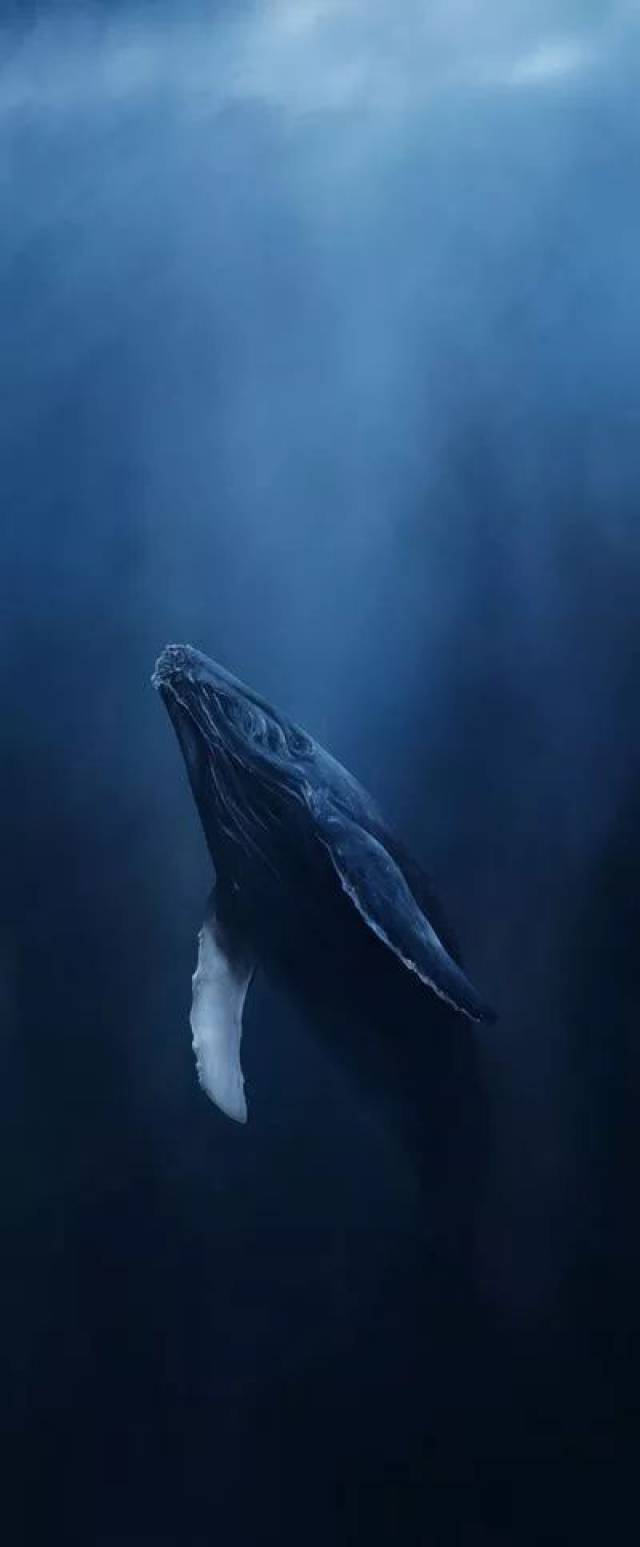 鲸落伤感图片
