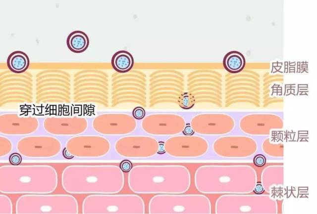 釋放出瘦身因子滲透到皮膚深層