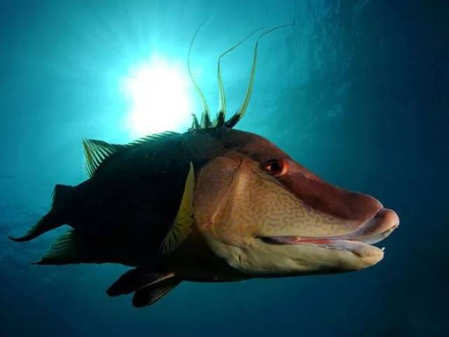 hogfish