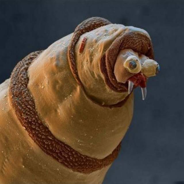 ▼ 海生蠕虫