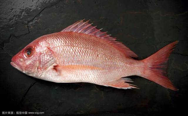 红鳍笛鲷:鲷科"红人"_手机搜狐网