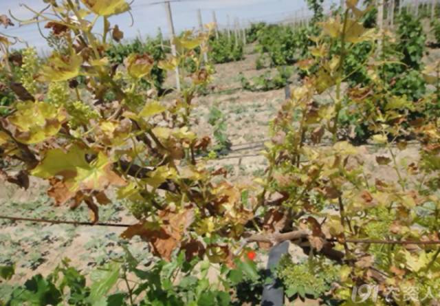 【五谷丰】葡萄缺素与肥害图汇总