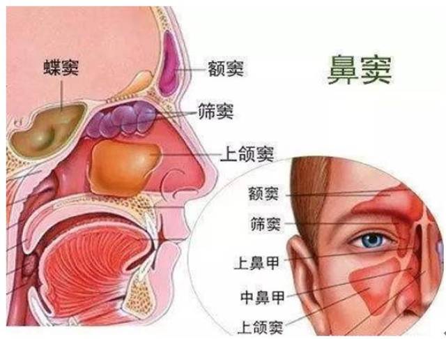 鼻窦炎位置图片