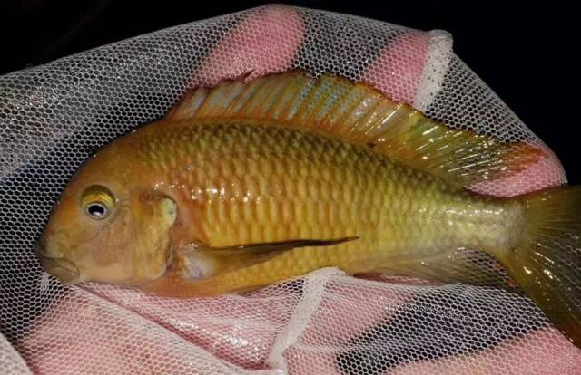 紫背黄肚protomelas sp. spilonotus tanzania