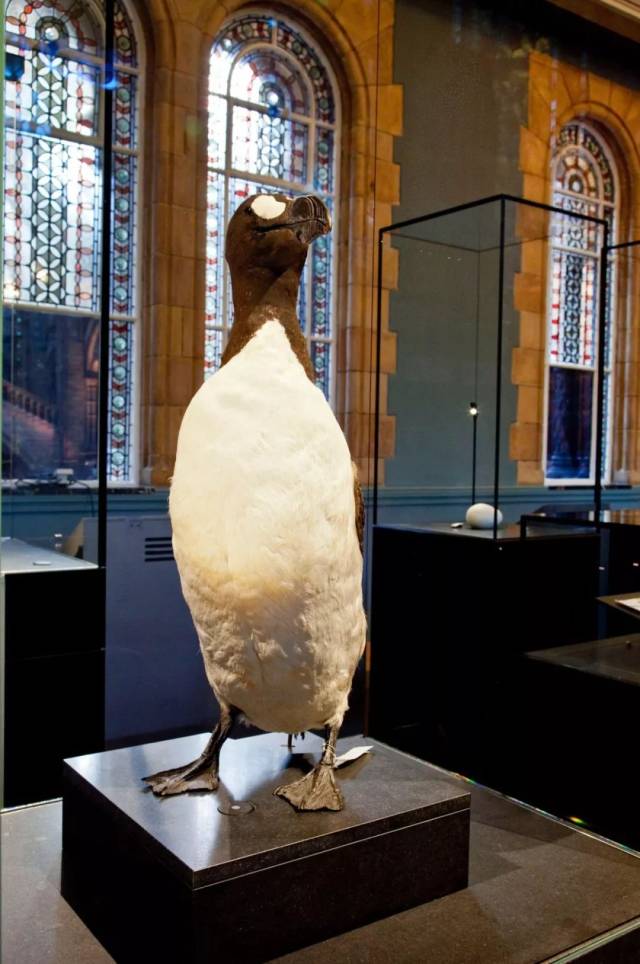 实际上,大海雀才是真正的企鹅,因为英语里的企鹅penguin,原本指的是