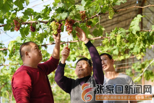 技术员张顺财(中)指导农户进行葡萄枝修剪管理