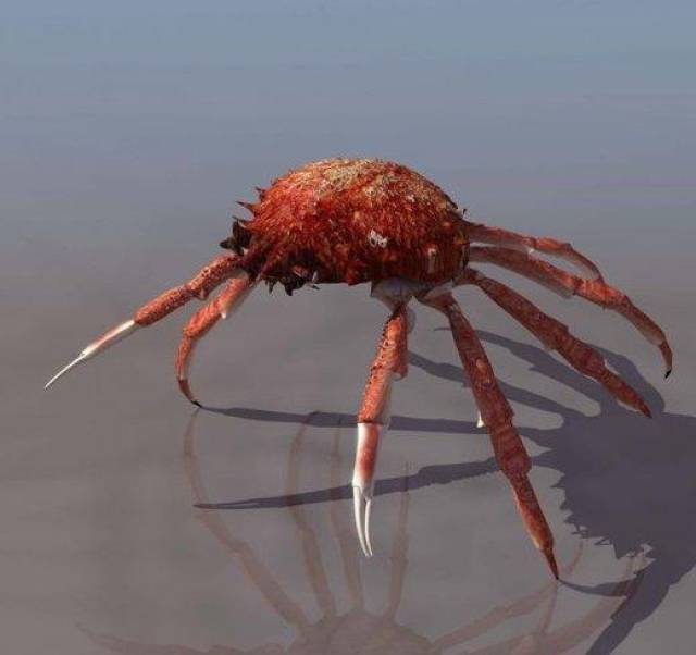 这种蟹的体型十分庞大,并且从不挑食,不管体型是大是小统统都吃