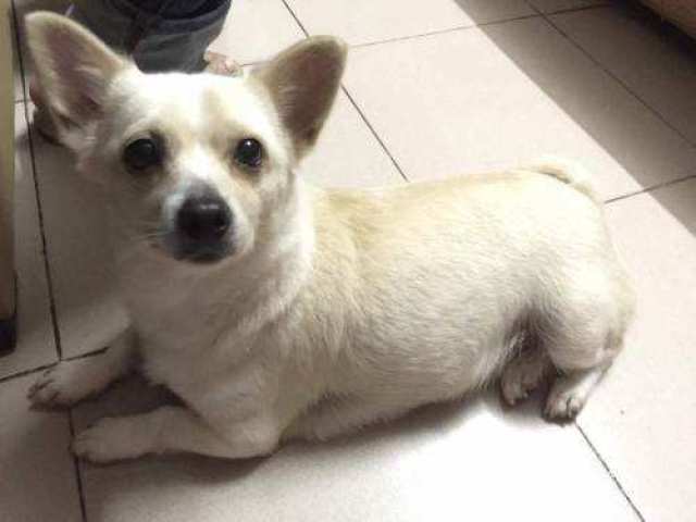 6,挪威卢德杭犬是唯一一种每只脚上有6个脚趾的狗狗.