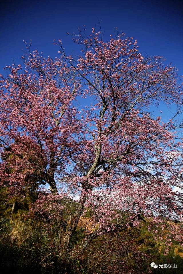 【樱花开了】20180277期 温润保山 冬樱盛开