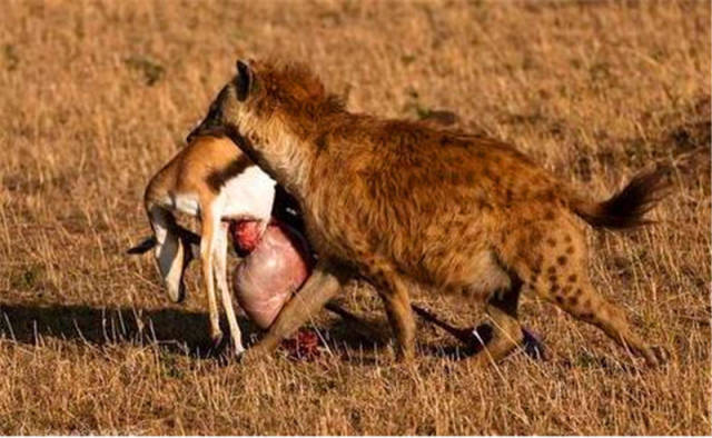 鬣狗和胡狼绝对是串通好的,愚蠢的猎豹还真上当,结果傻了吧!